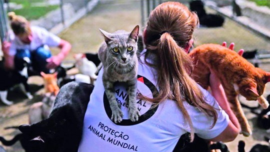 Câmara Municipal aprova projeto que declara de utilidade pública associação de proteção animal