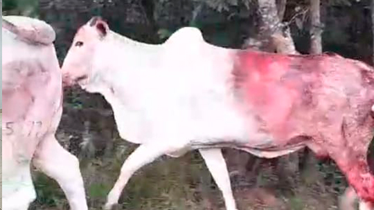 Vereador Rayner Moraes cobra ações efetivas no combate à mosca-do-estábulo em Costa Rica